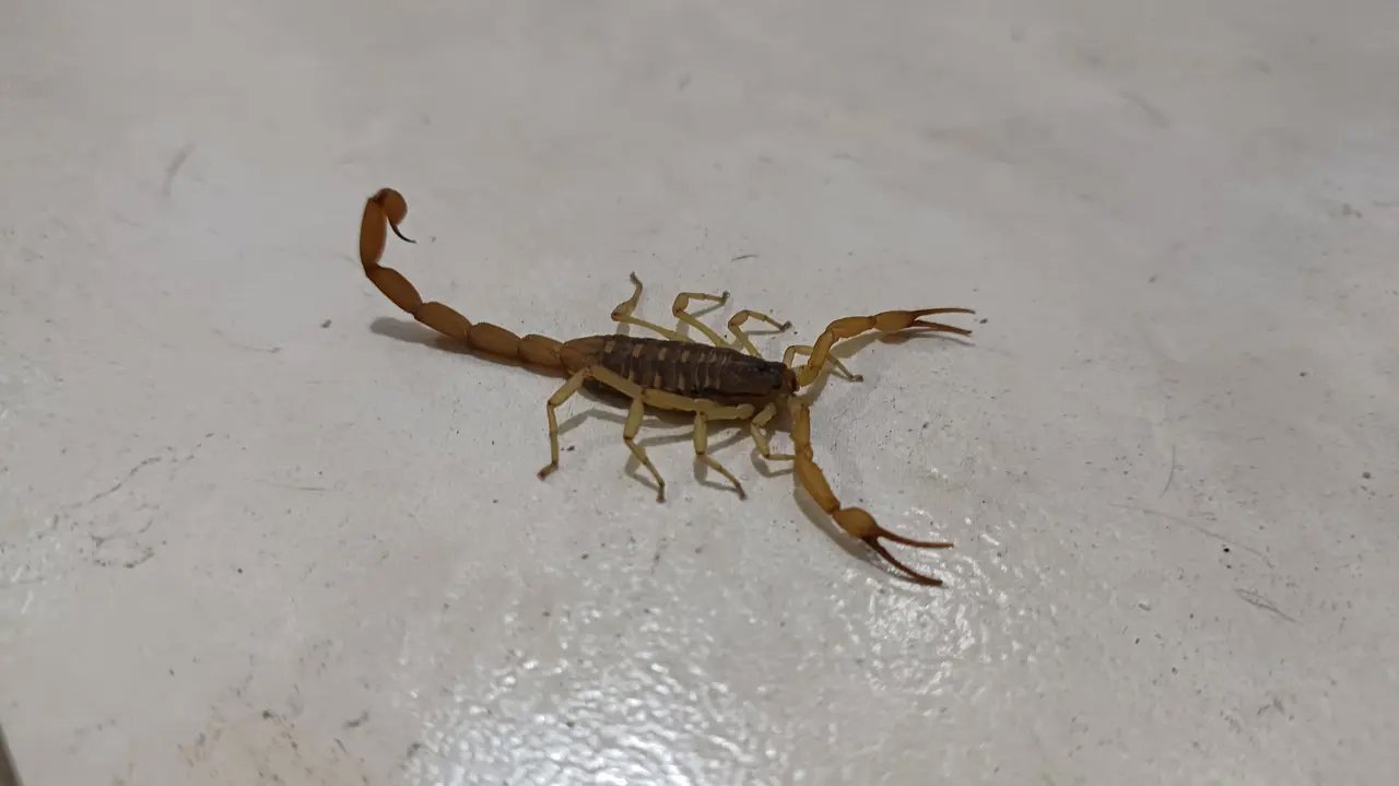 Alacranes - Control FarmaBichos