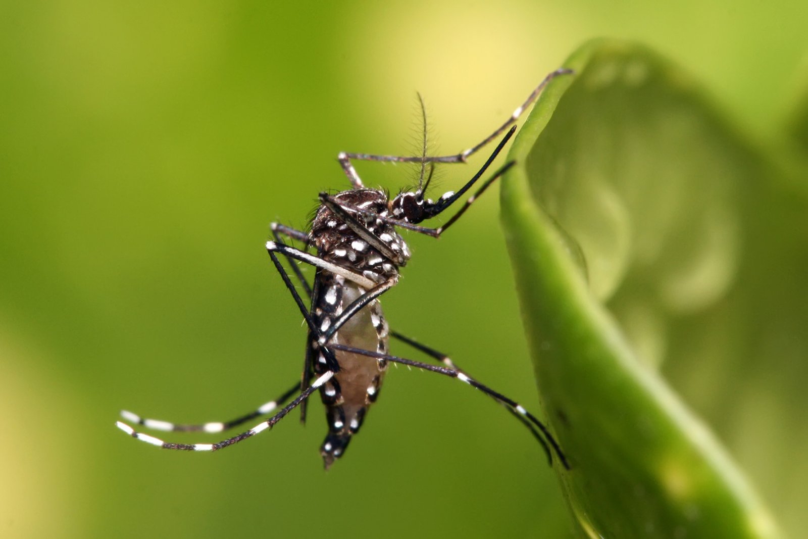 Mosquitos - Control de plagas FarmaBichos