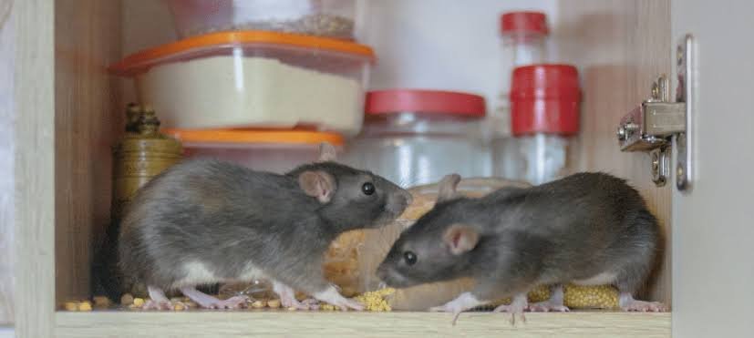 Control de Ratas y Roedores